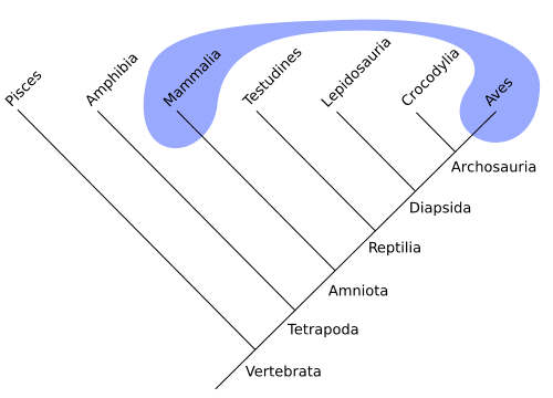 Polyphyletic-mammals-birds.svg.png