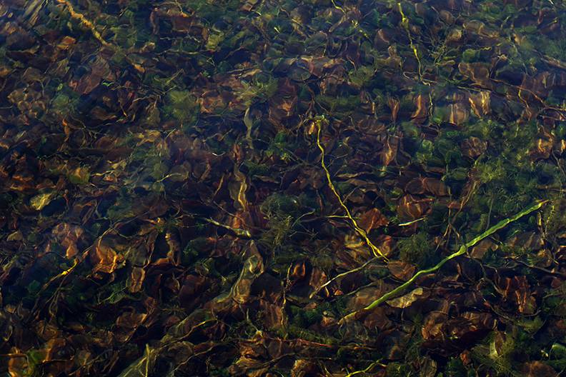 Pond art.jpg