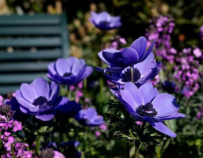 Poppy Anemone (1).jpg