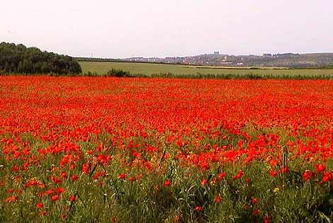 poppy_field_peter_witham_470.jpg