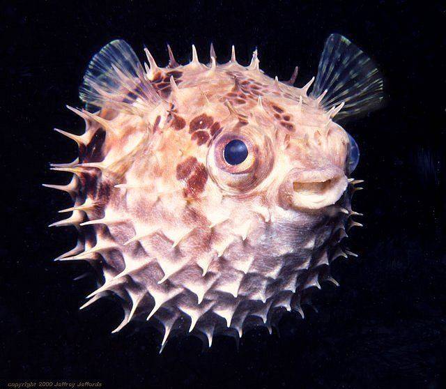 porcupinefish.jpg