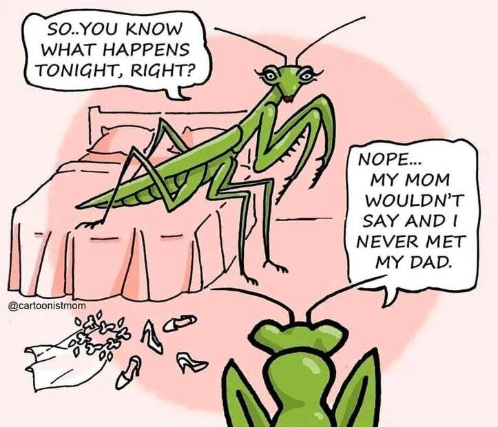 Praying Mantis (1).jpg