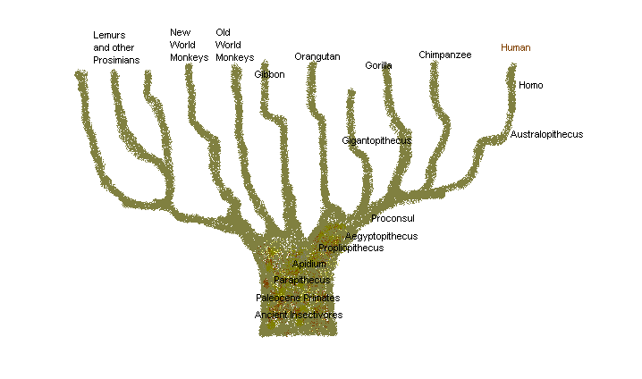 PrimateTree.gif