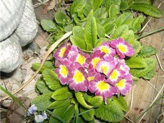 primrose.jpg