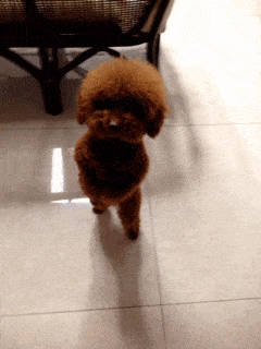 PtdB3CG.gif