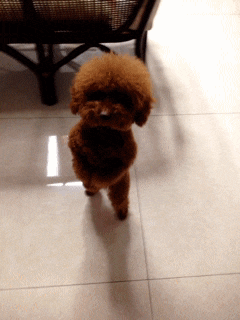 PtdB3CG.gif