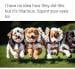 puppies-small.jpg