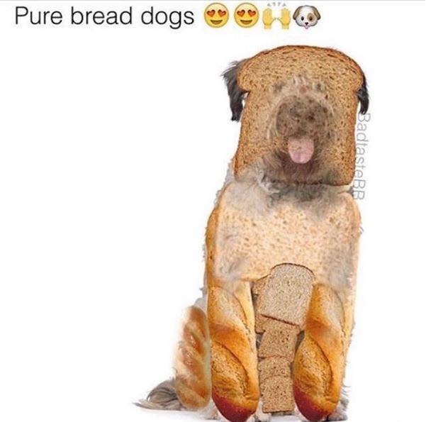 purebred dogs.jpg