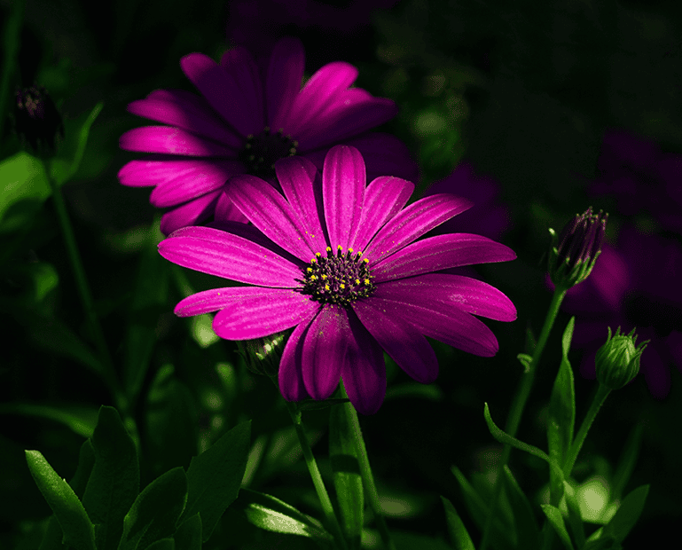 Purple Cape marguerite daisy.png