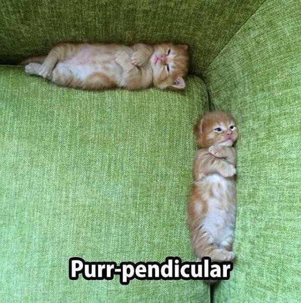 purr-pendicular.JPG