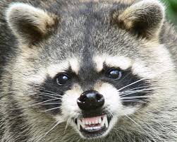 raccoon.jpg