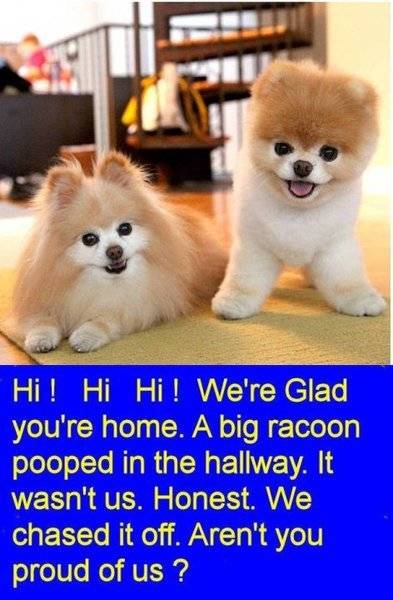 racoon pooped in hallway.jpg