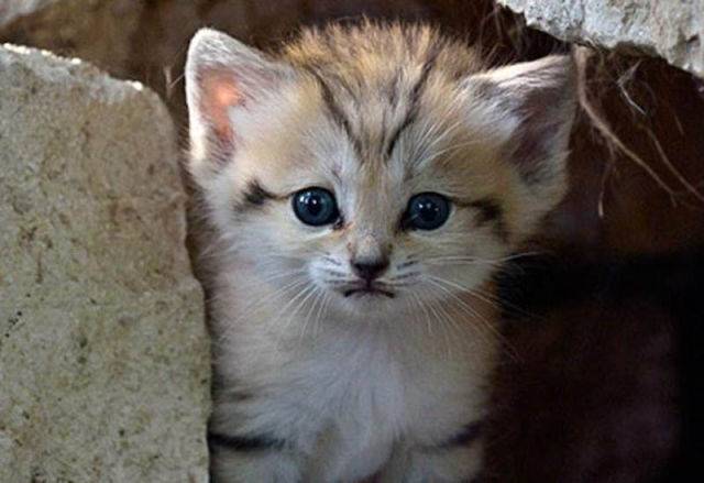 rare_and_unusual_sand_cat_kitten_640_11.jpg