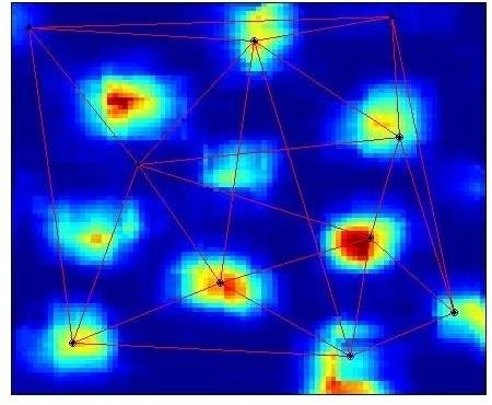 rat grid cells.jpg
