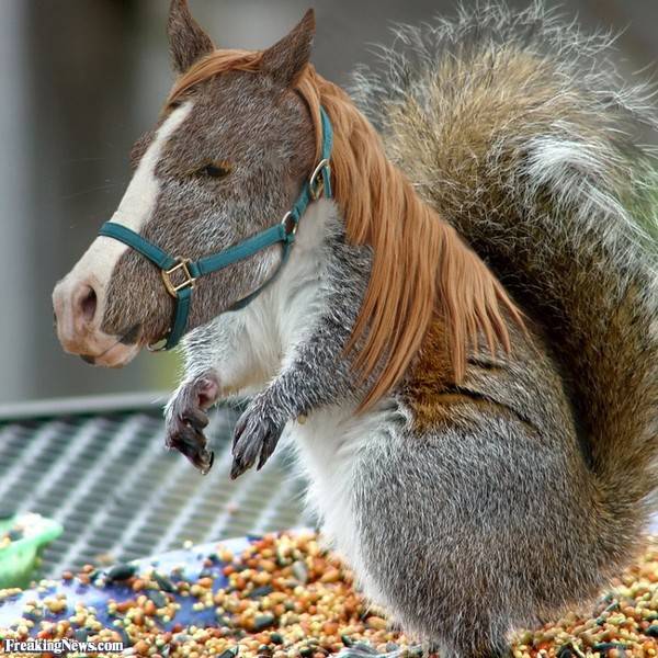Rat-or-squirrel.jpg