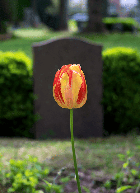 Red and yellow tulip in front of a grave.png