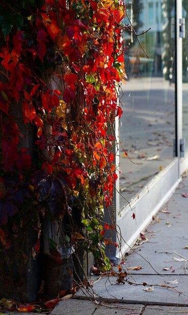 Red Autumn Corner.jpg