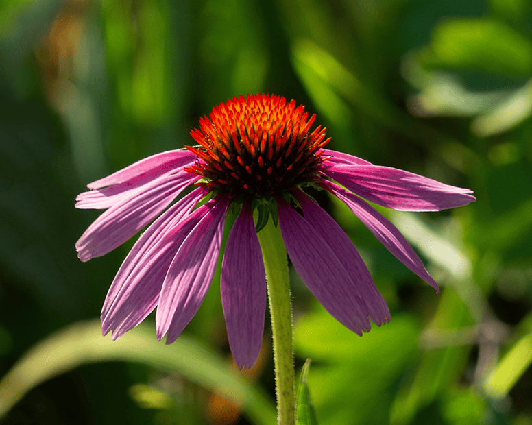 Red Coneflower.png
