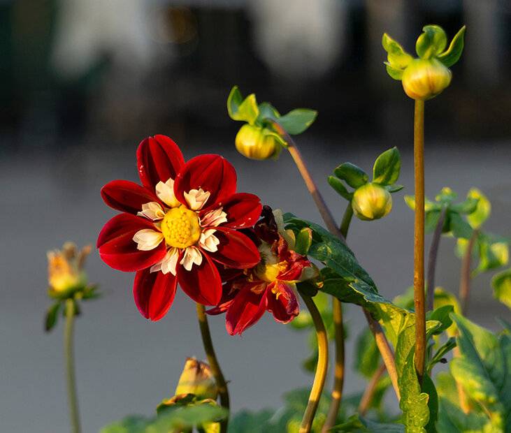 Red Dahlia in the evening (Sony 55-210mm).jpg