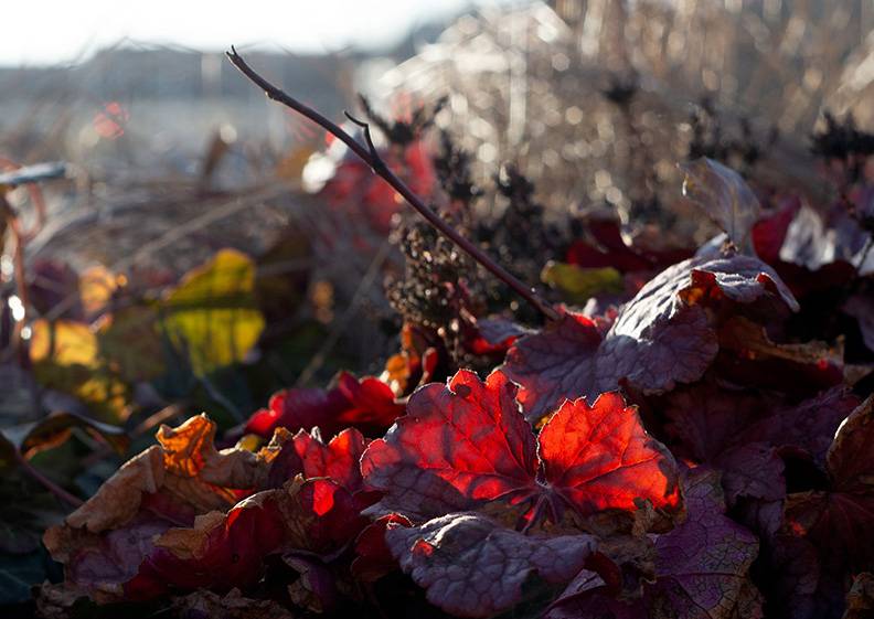 Red leaves in spring.jpg