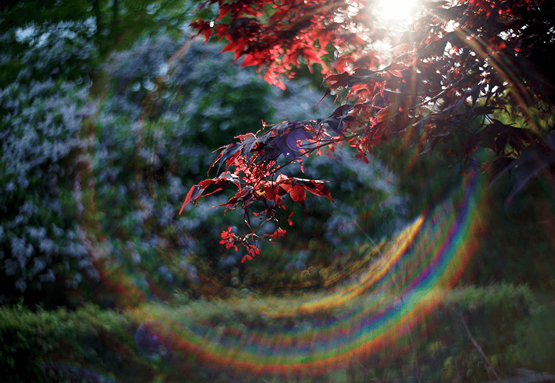 Red leaves with lens flare.png
