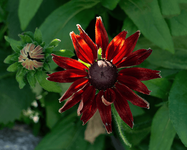 Red Rudbeckia.png