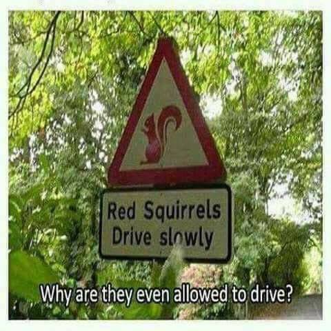 red squirrels drive slowly.jpg