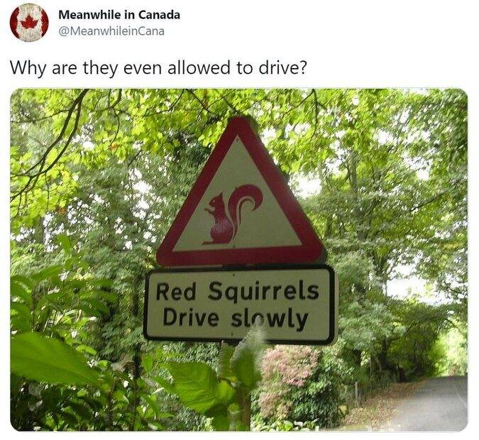 red-squirrels.jpg