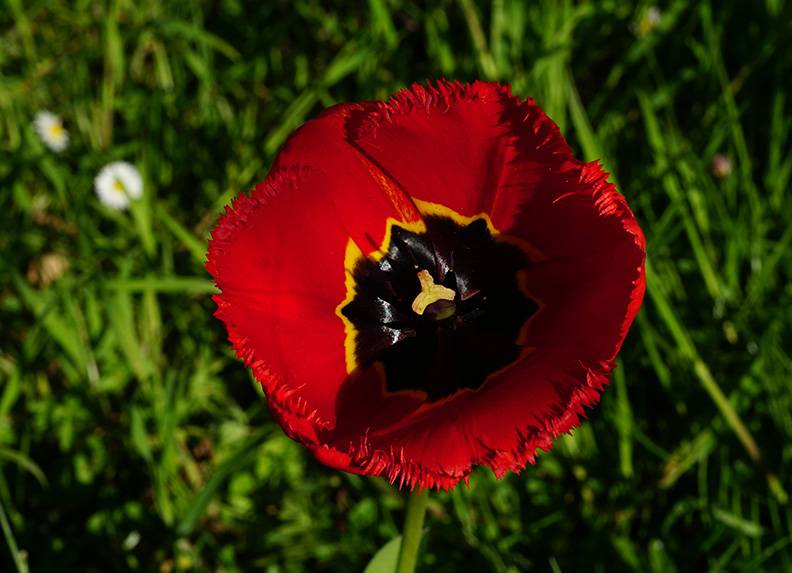 Red tulip (2a).jpg