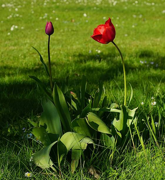 Red tulips (3).jpg
