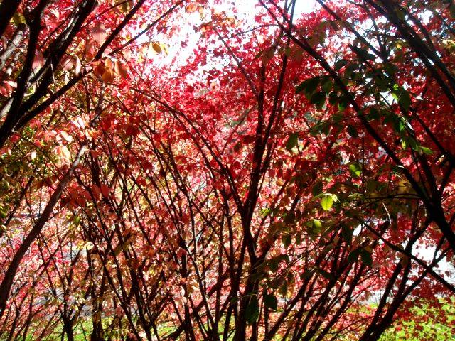 red_bush.jpg
