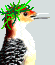 RedbellyAvatar_Borek29Dec.gif