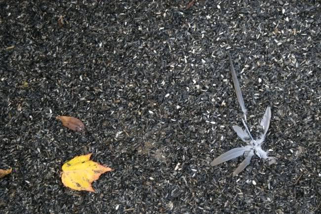 remains.jpg