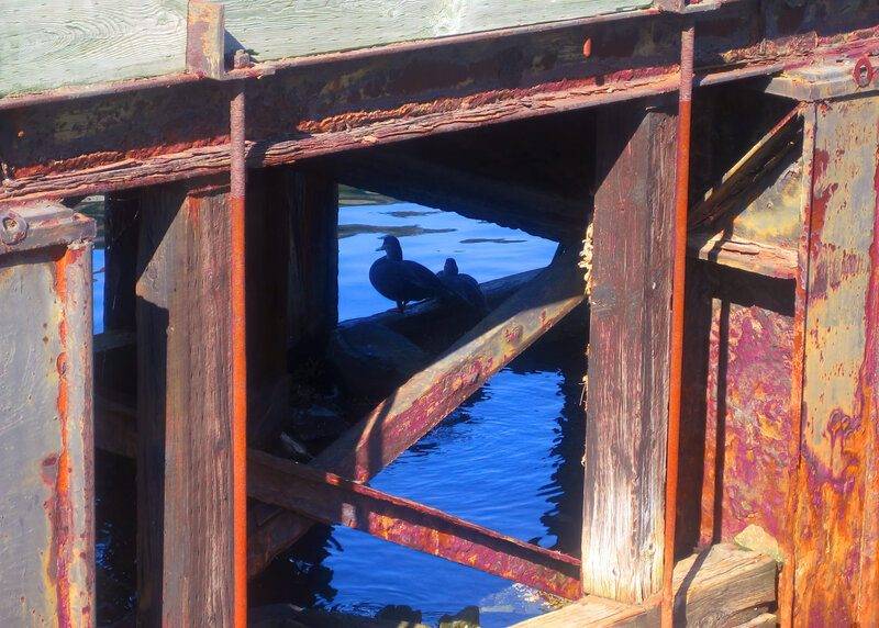 remaster-5x7dock_ducks_zpsurcdqkrt.jpg