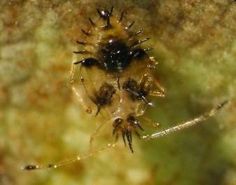 rhododendron%20lacebug%20nymph%20thumb.JPG