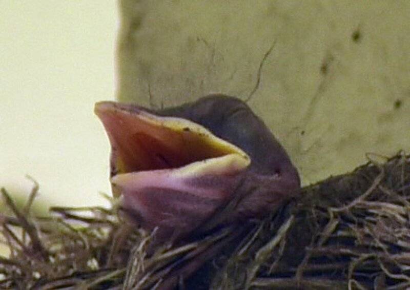 robin fledgling.jpg
