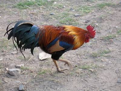 rooster-ok.jpg