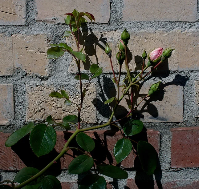 Rosebuds (1) (Canon nFD 28mm f2.8).webp