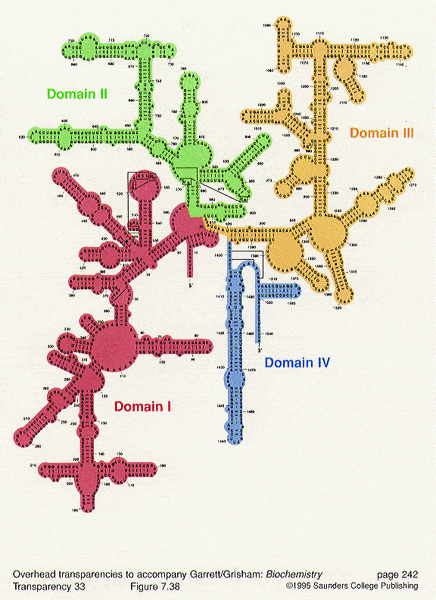 rrna.gif