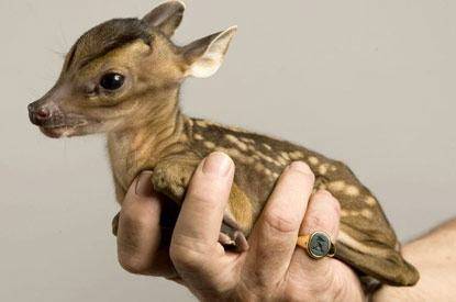 rupert-the-baby-deer-415x275.jpg