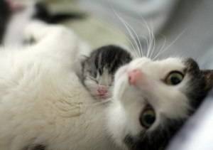 s-mom-and-baby-cat1.jpg
