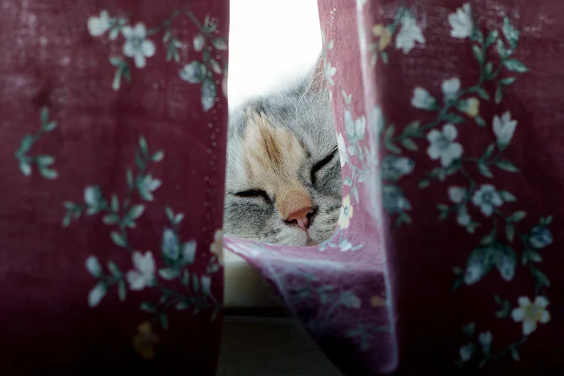 s1 (Vivitar 100mm f2.8).jpg.webp