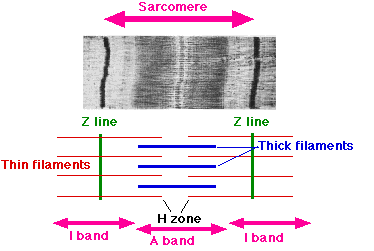 Sarcomere.gif