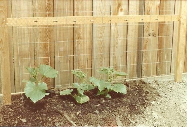 scan0002gh.jpg