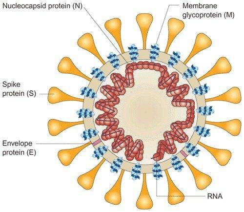 Schematic-diagram-of-the-SARS-coronavirus-structure-reproduced-from-ref-20The-viral.jpg