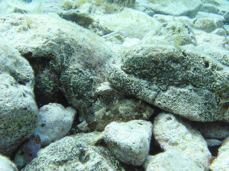 Scorpaena_porcus.jpg