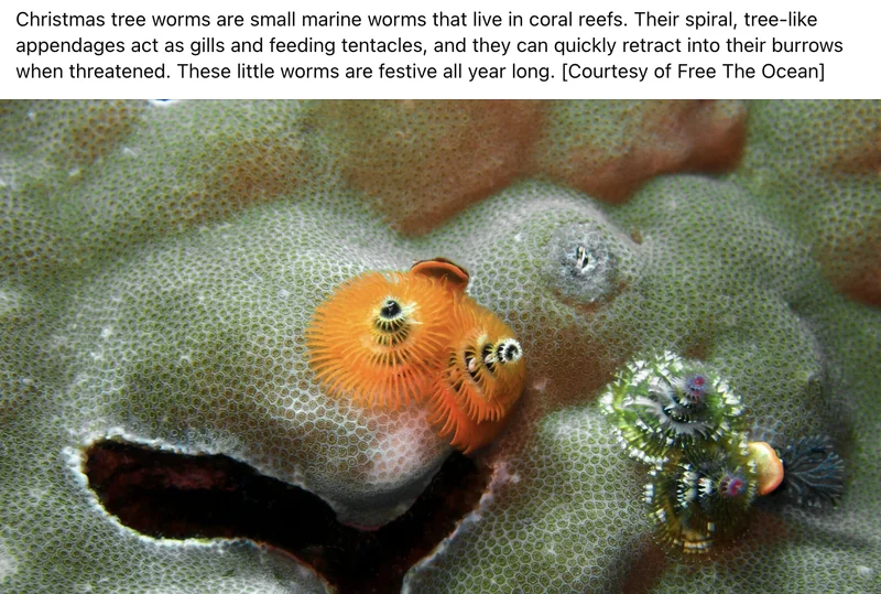 Screenshot 2025-11-11 at 10.38.39 AM.webp