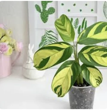 Screenshot 2026-04-17 at 11.36.48 AM.webp