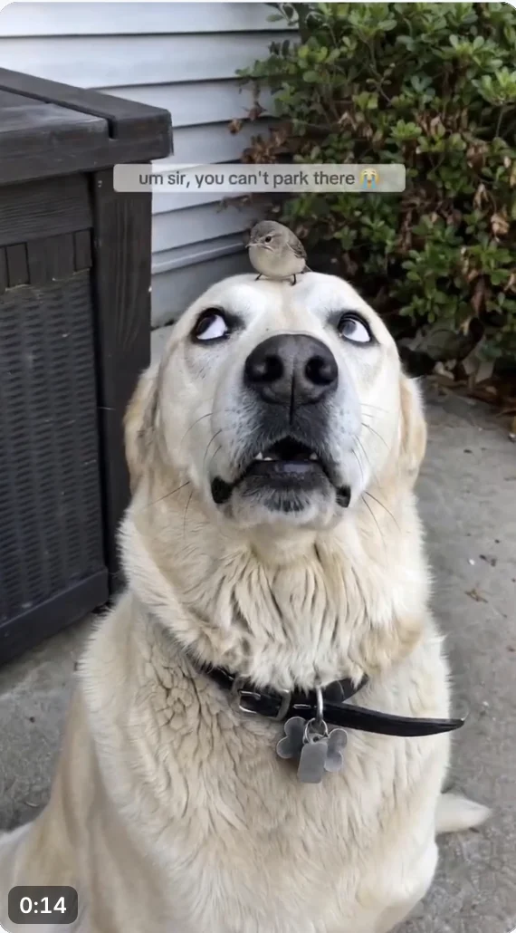 Screenshot 2026-08-19 at 6.31.21 PM.webp