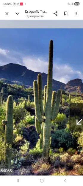 Screenshot_20260510_062539_Chrome.webp